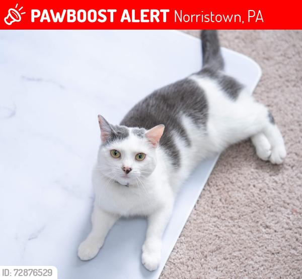 Lost Female Cat last seen Orchard Lane, Norristown, PA 19401