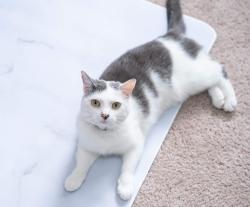 Lost Female Cat last seen Orchard Lane, Norristown, PA 19401
