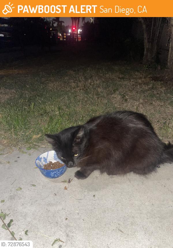 Found/Stray Unknown Cat last seen El cojon blvb, San Diego, CA 92104
