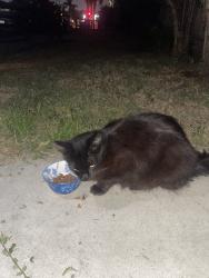 Found/Stray Unknown Cat last seen El cojon blvb, San Diego, CA 92104
