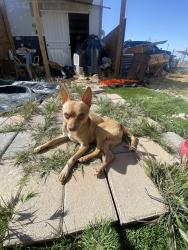 Lost Male Dog last seen Between central and hooper , Los Angeles, CA 90001