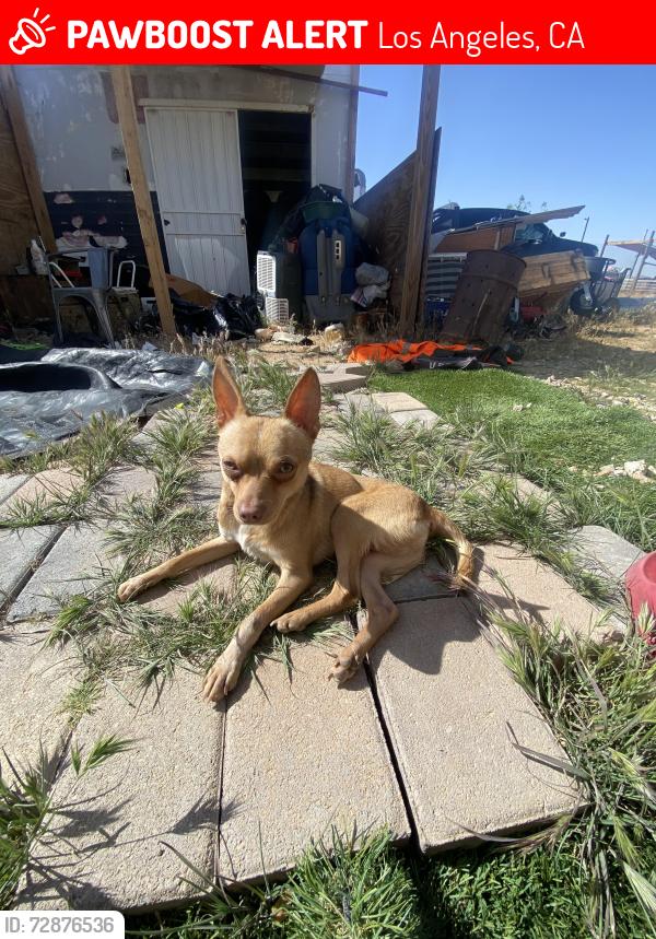 Lost Male Dog last seen Between central and hooper , Los Angeles, CA 90001
