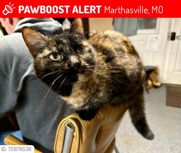 Lost Female Cat last seen Near State Hwy O, Marthasville, MO 63357