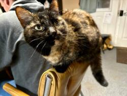 Lost Female Cat last seen Near State Hwy O, Marthasville, MO 63357