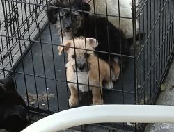 Lost Male Dog last seen North Street , Brownsville, TX 78521