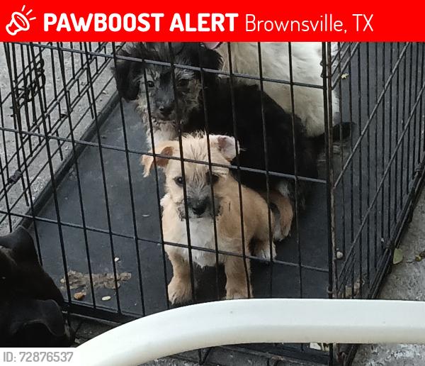 Lost Male Dog last seen North Street , Brownsville, TX 78521