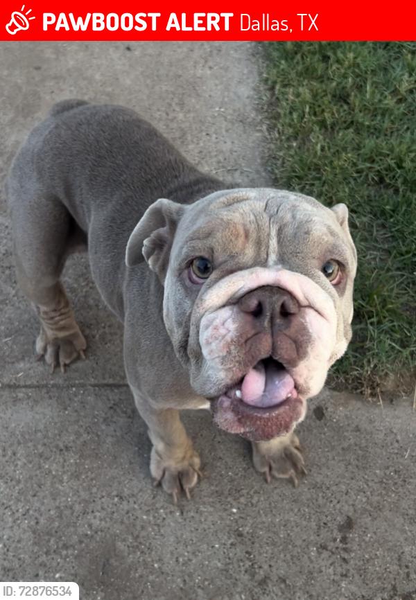 Lost Female Dog last seen Millinery and lawnview , Dallas, TX 75227