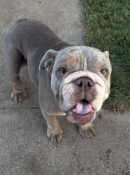 Lost Female Dog last seen Millinery and lawnview , Dallas, TX 75227