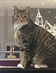 Lost Male Cat last seen Windsor road, Greater London, England CR7 8HG