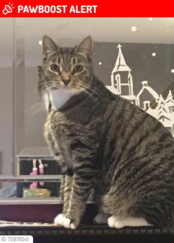 Lost Male Cat last seen Windsor road, Greater London, England CR7 8HG