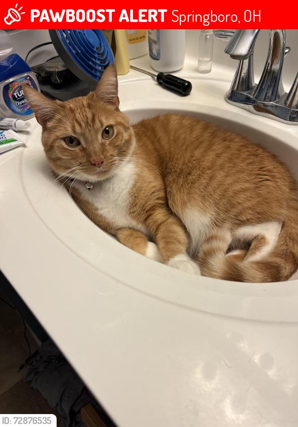 Lost Male Cat last seen Greenes at Bunnell Hill, near Brookside and Laurel Glen/Yankee St, Springboro, OH 45066