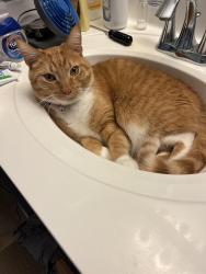 Lost Male Cat last seen Greenes at Bunnell Hill, near Brookside and Laurel Glen/Yankee St, Springboro, OH 45066