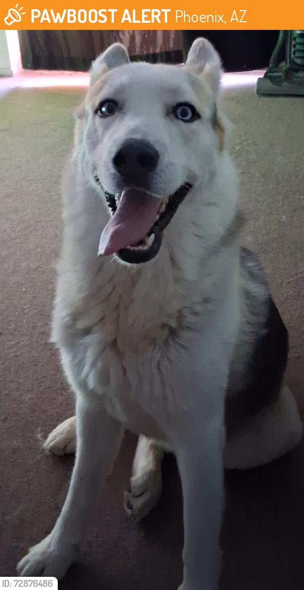 Found/Stray Male Dog last seen 7th Ave & Southern Ave, Phoenix, AZ 85041