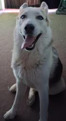 Found/Stray Male Dog last seen 7th Ave & Southern Ave, Phoenix, AZ 85041