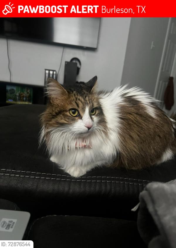 Lost Female Cat last seen Burleson Premier Movie , Burleson, TX 76028