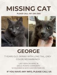 Lost Male Cat last seen Faxom x deibel, Las Vegas, NV 89166
