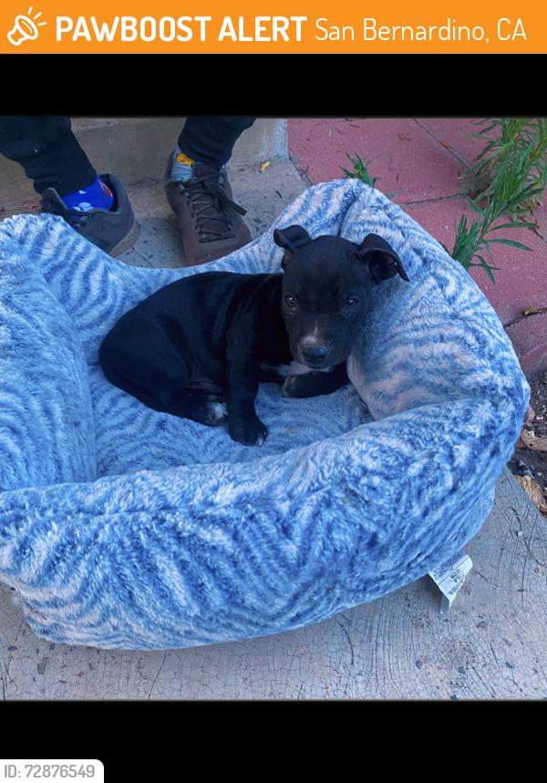 Found/Stray Male Dog last seen E st, San Bernardino, CA 92405