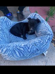 Found/Stray Male Dog last seen E st, San Bernardino, CA 92405