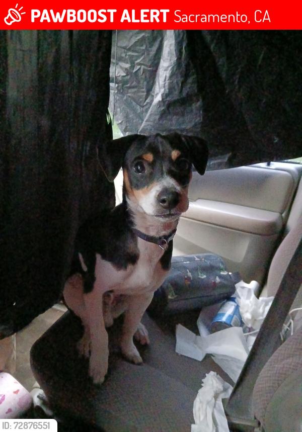 Lost Male Dog last seen Folsom and florin and Perkins , Sacramento, CA 95824