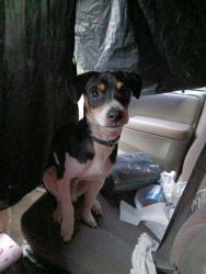 Lost Male Dog last seen Folsom and florin and Perkins , Sacramento, CA 95824
