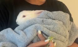Found/Stray Unknown Rabbit last seen Masons creek and Garcia , Homosassa, FL 34448