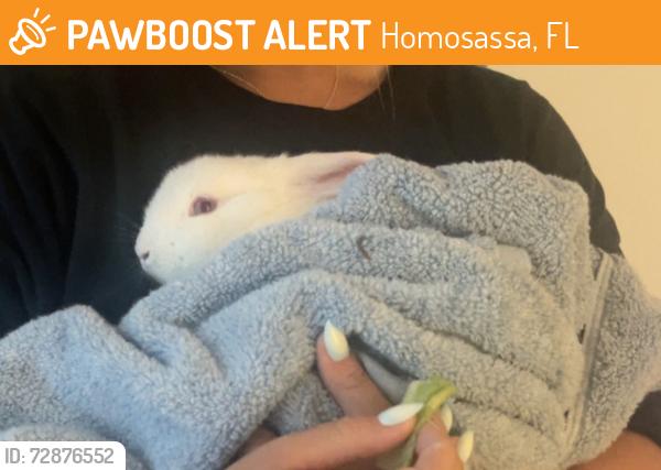Found/Stray Unknown Rabbit last seen Masons creek and Garcia , Homosassa, FL 34448