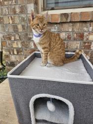 Lost Male Cat last seen Near block of midland texas, Midland, TX 79705