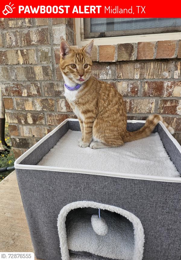 Lost Male Cat last seen Near block of midland texas, Midland, TX 79705
