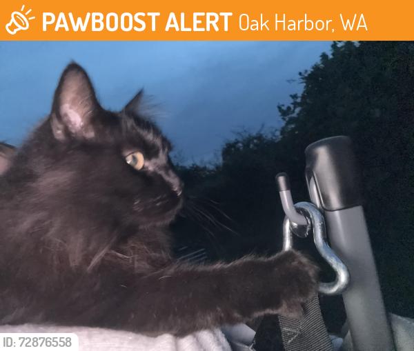 Found/Stray Unknown Cat last seen SE 8th Ave and SEIreland street, Oak Harbor, WA 98277