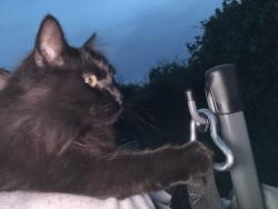 Found/Stray Unknown Cat last seen SE 8th Ave and SEIreland street, Oak Harbor, WA 98277
