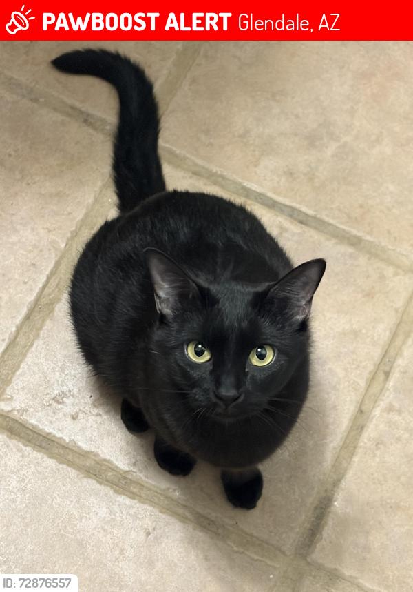 Lost Female Cat last seen Walmart parking lot, Glendale, AZ 85305