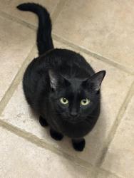 Lost Female Cat last seen Walmart parking lot, Glendale, AZ 85305