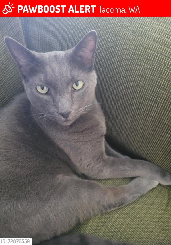 Lost Male Cat last seen Military Rd E and 22nd Ave E, Tacoma, WA 98445