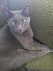 Lost Male Cat last seen Military Rd E and 22nd Ave E, Tacoma, WA 98445