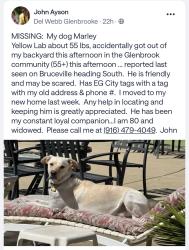 Lost Male Dog last seen Bruceville and whitelock, Elk Grove, CA 95757