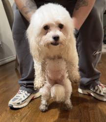 Found/Stray Female Dog last seen Bank of America , Houston, TX 77088
