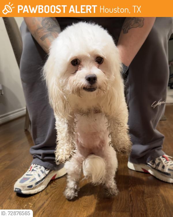 Found/Stray Female Dog last seen Bank of America , Houston, TX 77088