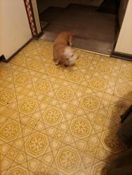 Lost Female Dog last seen Hillcrest and Babcock, San Antonio, TX 78201