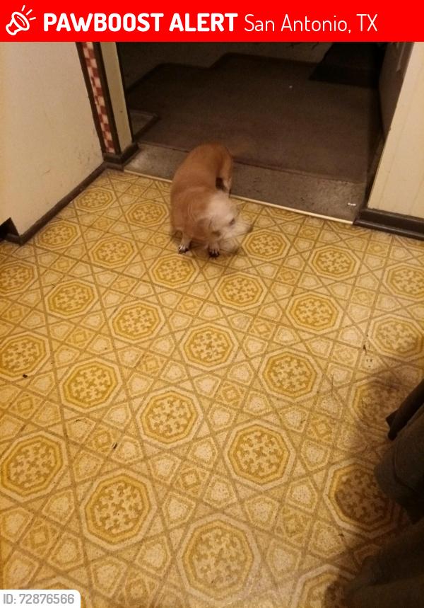 Lost Female Dog last seen Hillcrest and Babcock, San Antonio, TX 78201