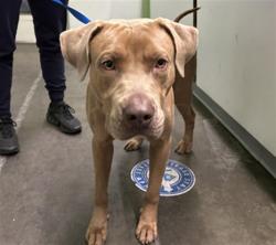 Shelter Stray Male Dog last seen , Los Angeles, CA 90047
