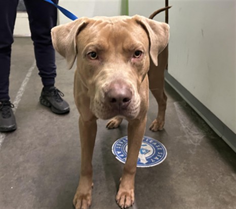 Shelter Stray Male Dog last seen , Los Angeles, CA 90047