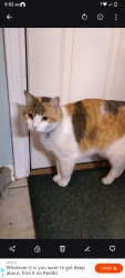 Lost Female Cat last seen Pecan Island Dr , Leander, TX 78641