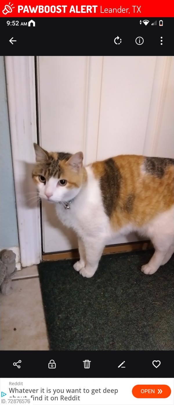 Lost Female Cat last seen Pecan Island Dr , Leander, TX 78641