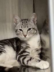 Lost Female Cat last seen Sard and hillside , Rancho Cucamonga, CA 91701
