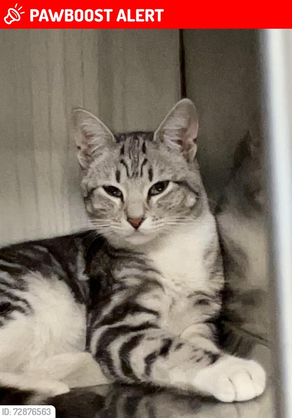 Lost Female Cat last seen Sard and hillside , Rancho Cucamonga, CA 91701