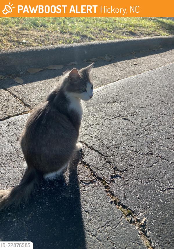 Found/Stray Female Cat last seen hosp parking lot , Hickory, NC 28602