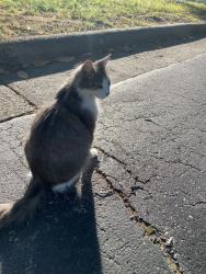 Found/Stray Female Cat last seen hosp parking lot , Hickory, NC 28602
