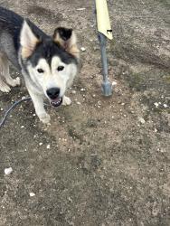 Found/Stray Female Dog last seen Mesa dr, Houston, TX 77048