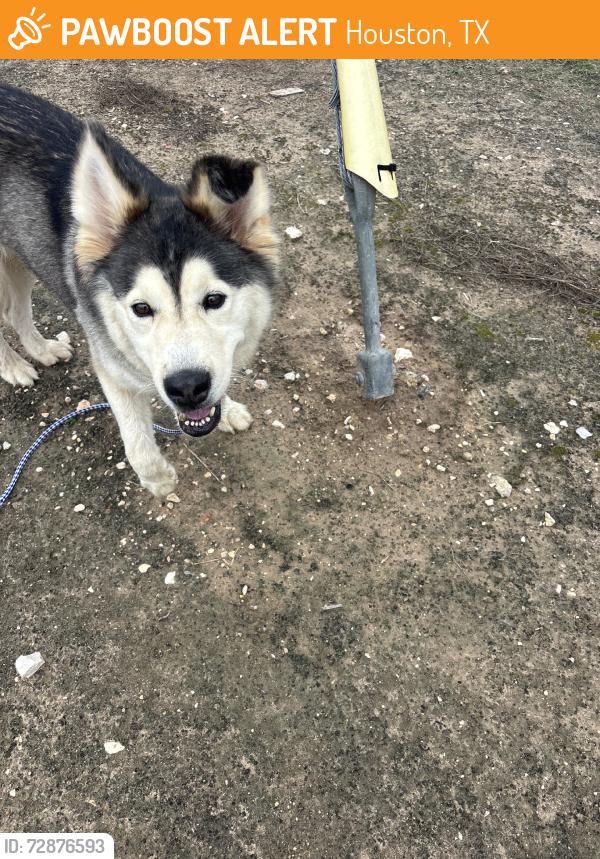 Found/Stray Female Dog last seen Mesa dr, Houston, TX 77048