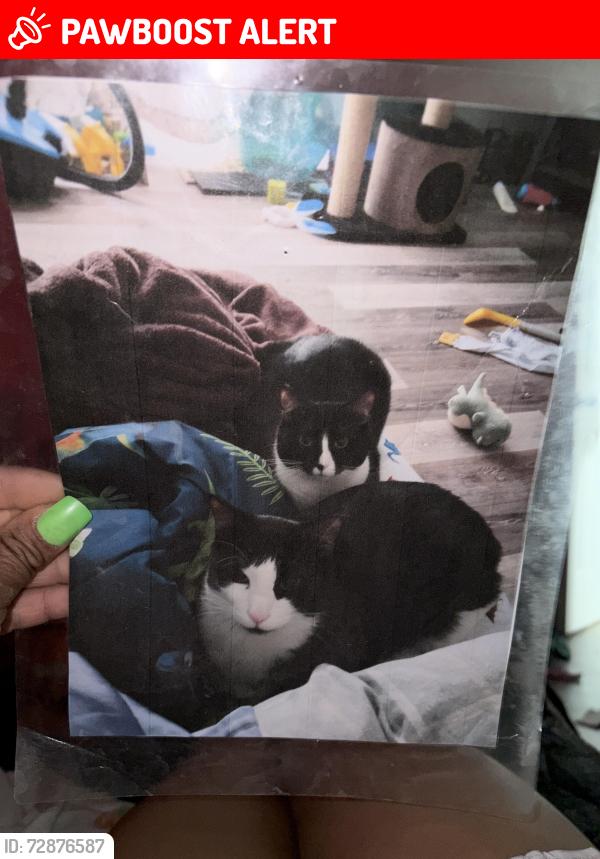 Lost Unknown Cat last seen Franklin, Fort McMurray, AB T9H 3M6